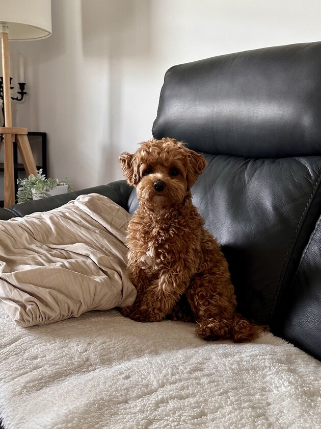 Cookie — the real apricot maltipoo behind the game